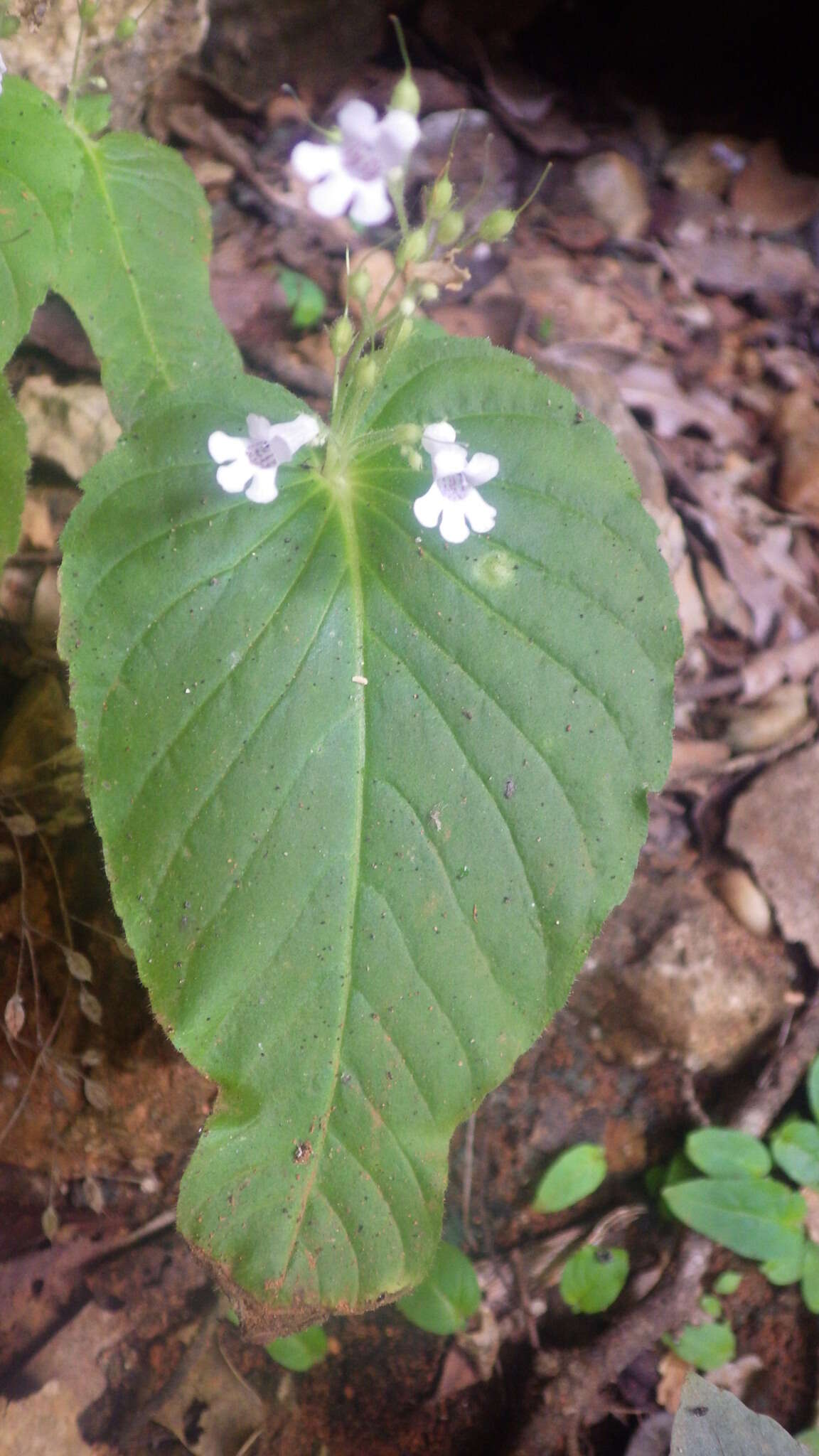 Streptocarpus capuronii Humbert resmi