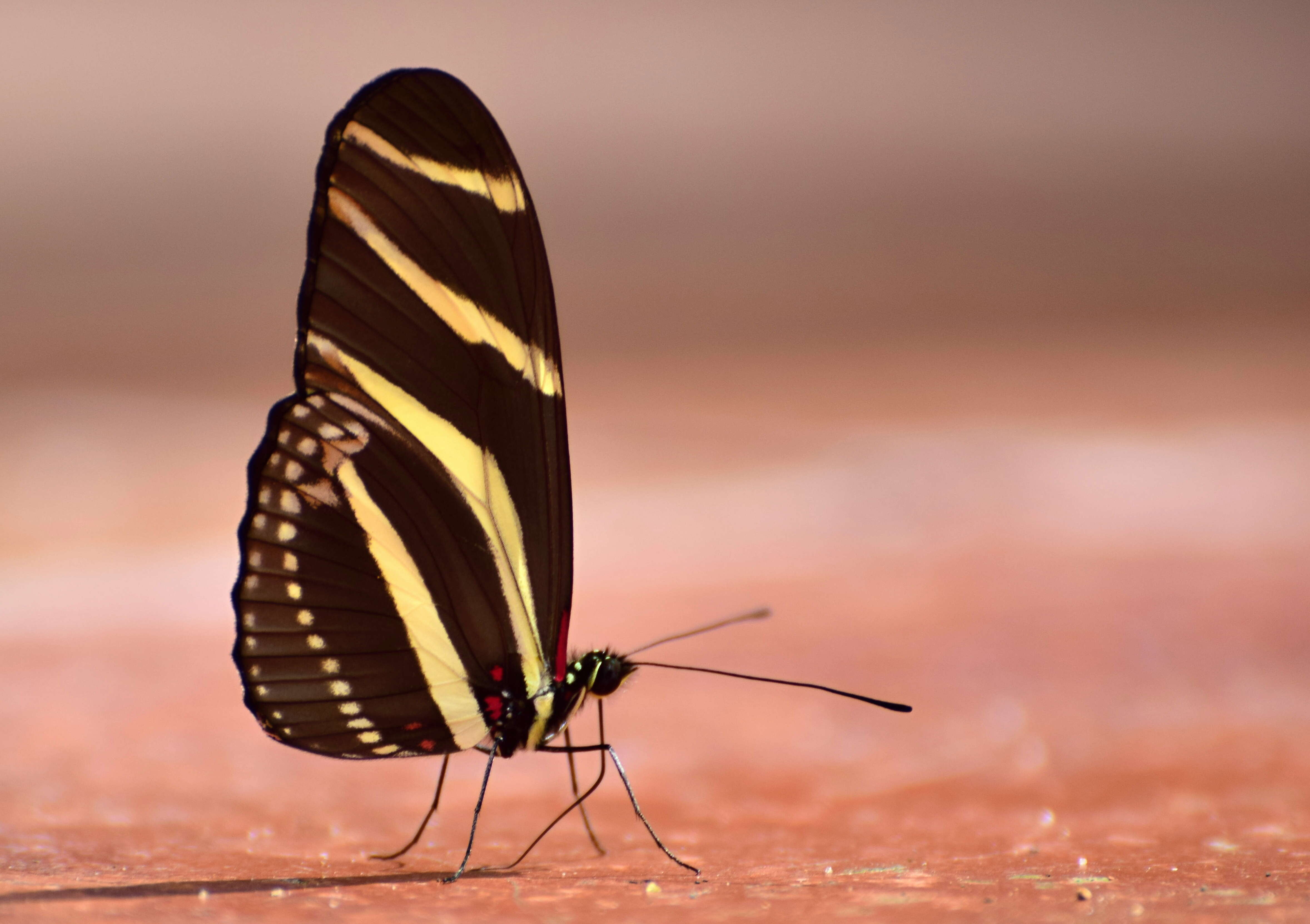 Image of Zebra Longwing