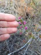 Image of Erica multumbellifera Tausch