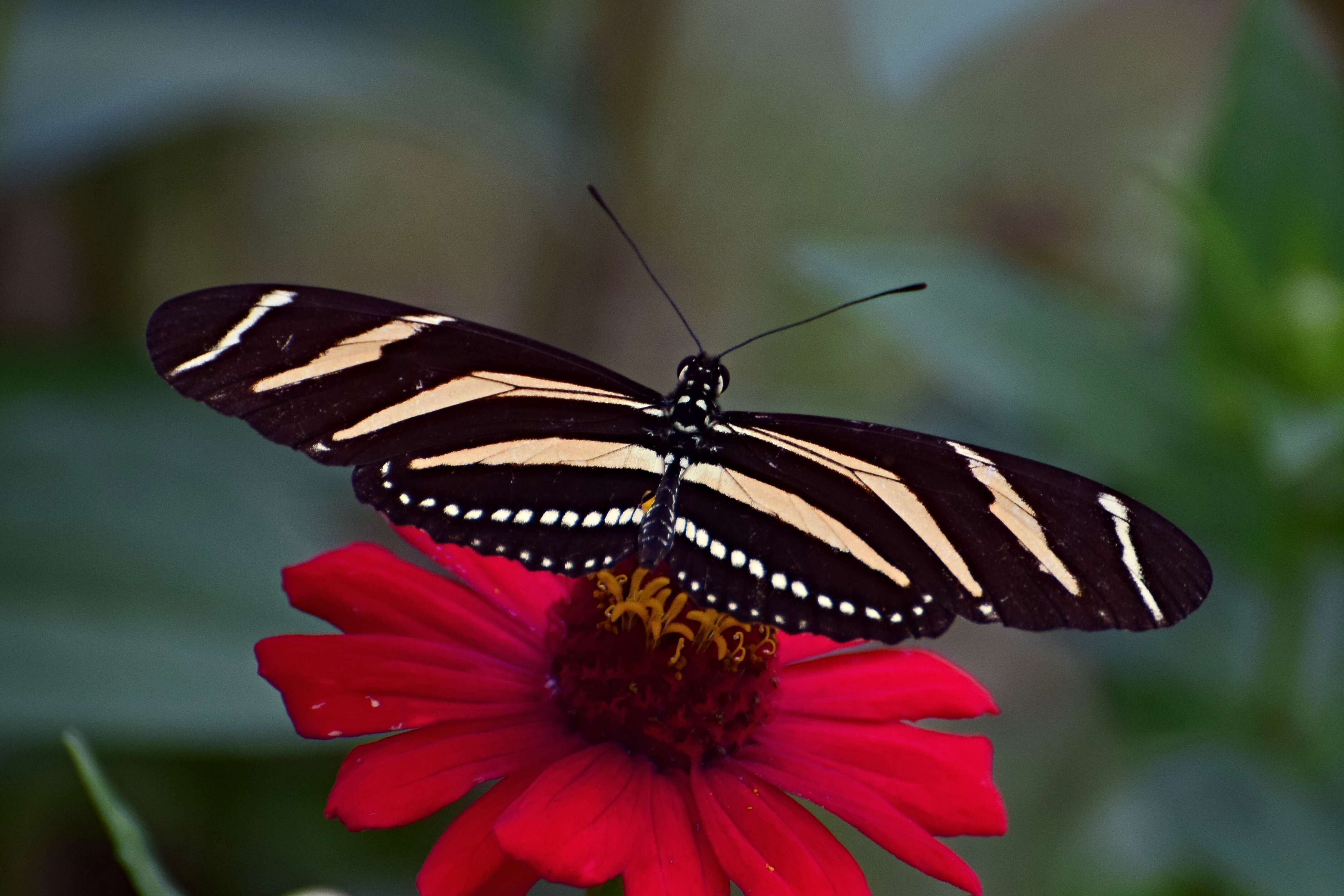 Image of Zebra Longwing