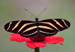 Image of Zebra Longwing