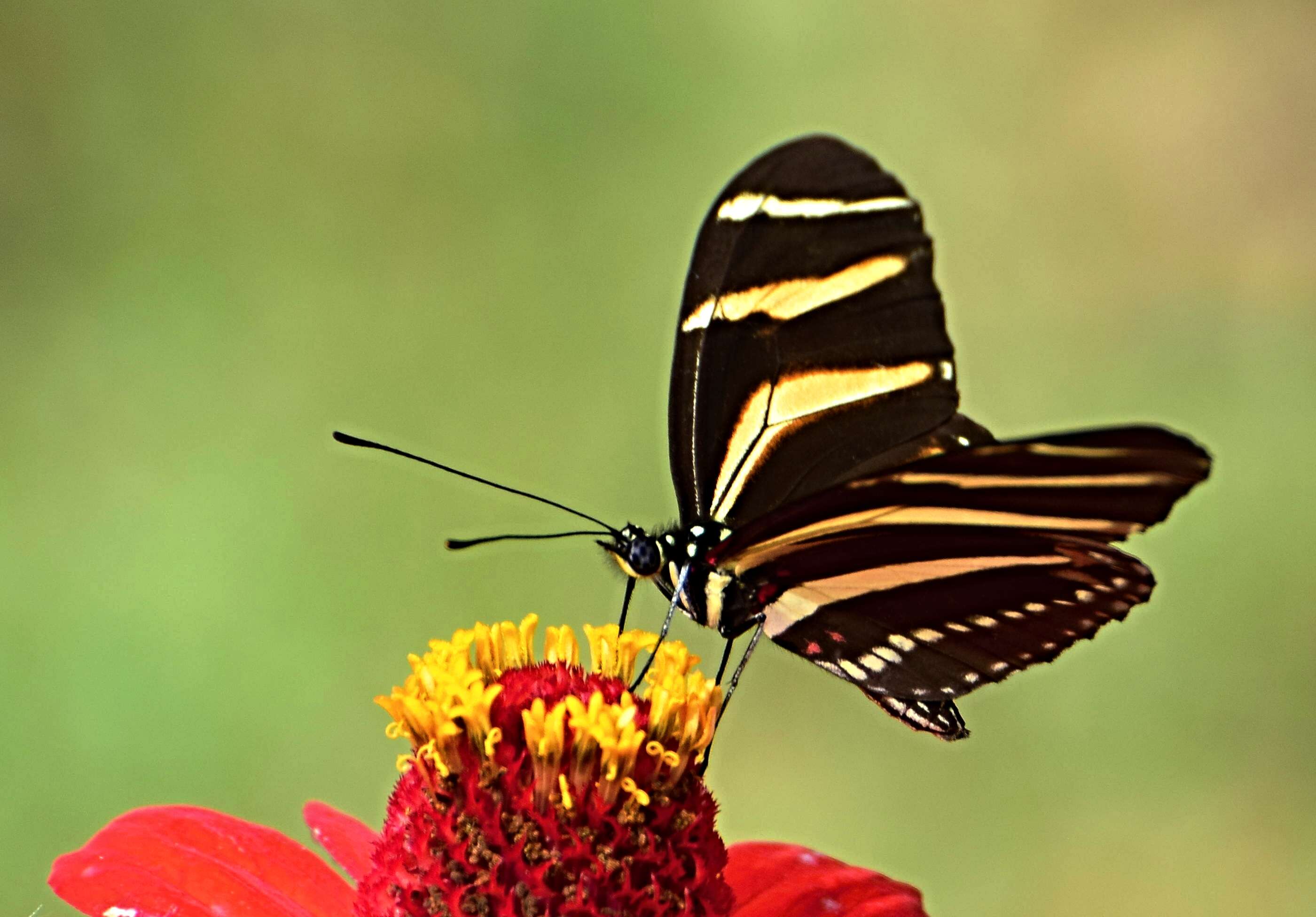 Image of Zebra Longwing