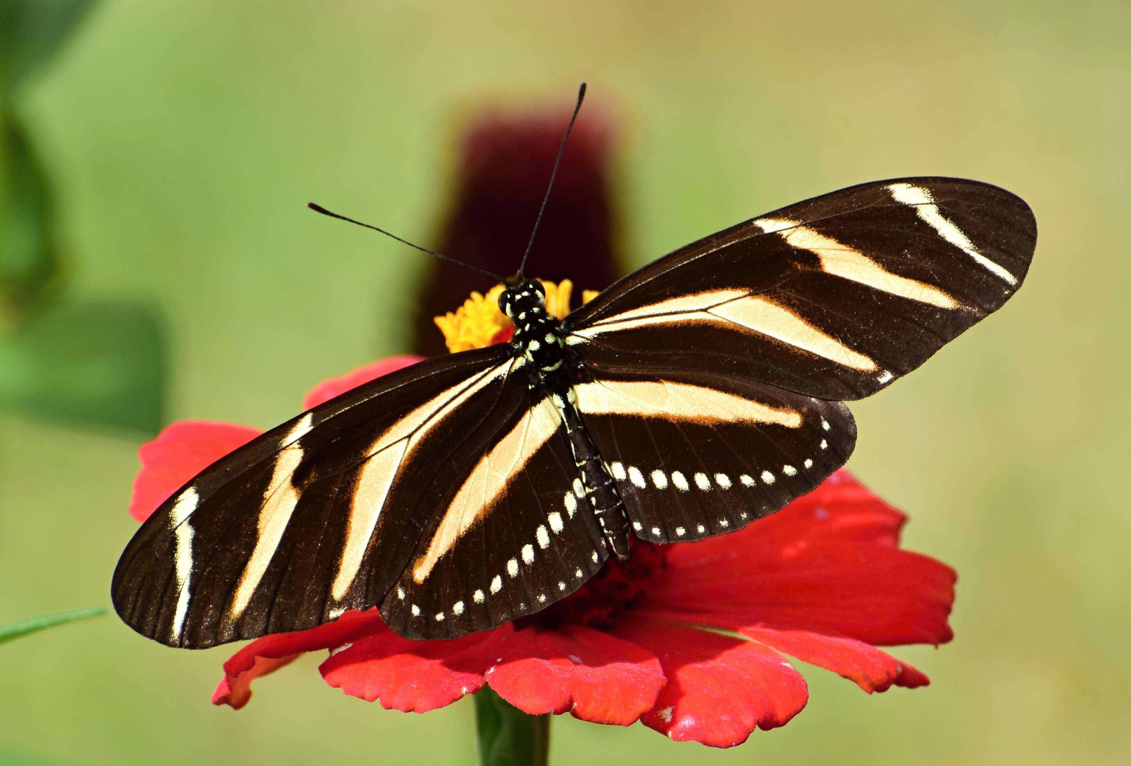 Image of Zebra Longwing