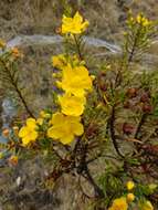 Image of Hypericum goyanesii Cuatrec.