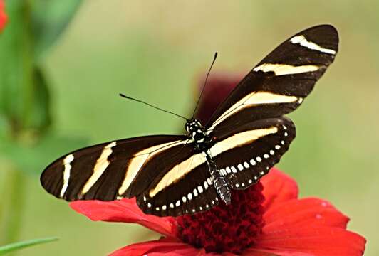 Image of Zebra Longwing