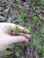 Слика од Euphorbia tetrapora Engelm.