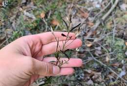 Imagem de Genista tinctoria subsp. tinctoria