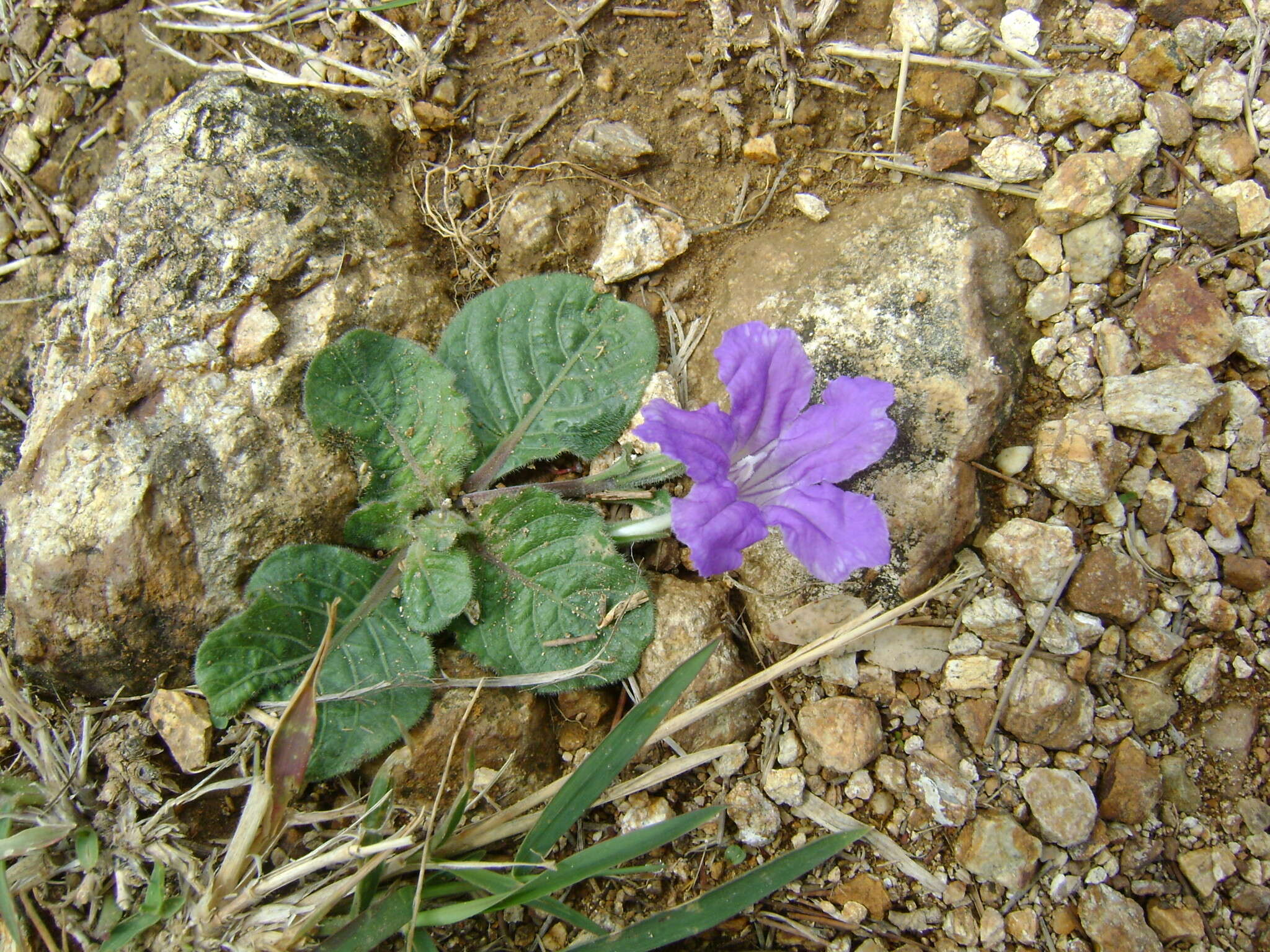 Plancia ëd Ruellia lactea Cav.