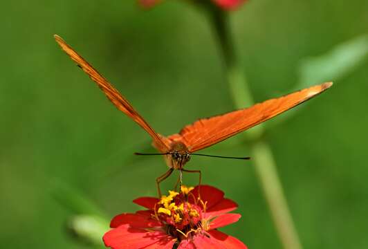 Image of Dryas