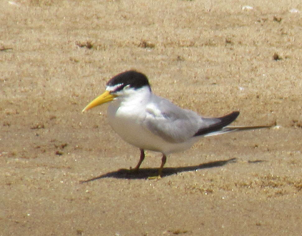 Image of Yellow-billed Tern