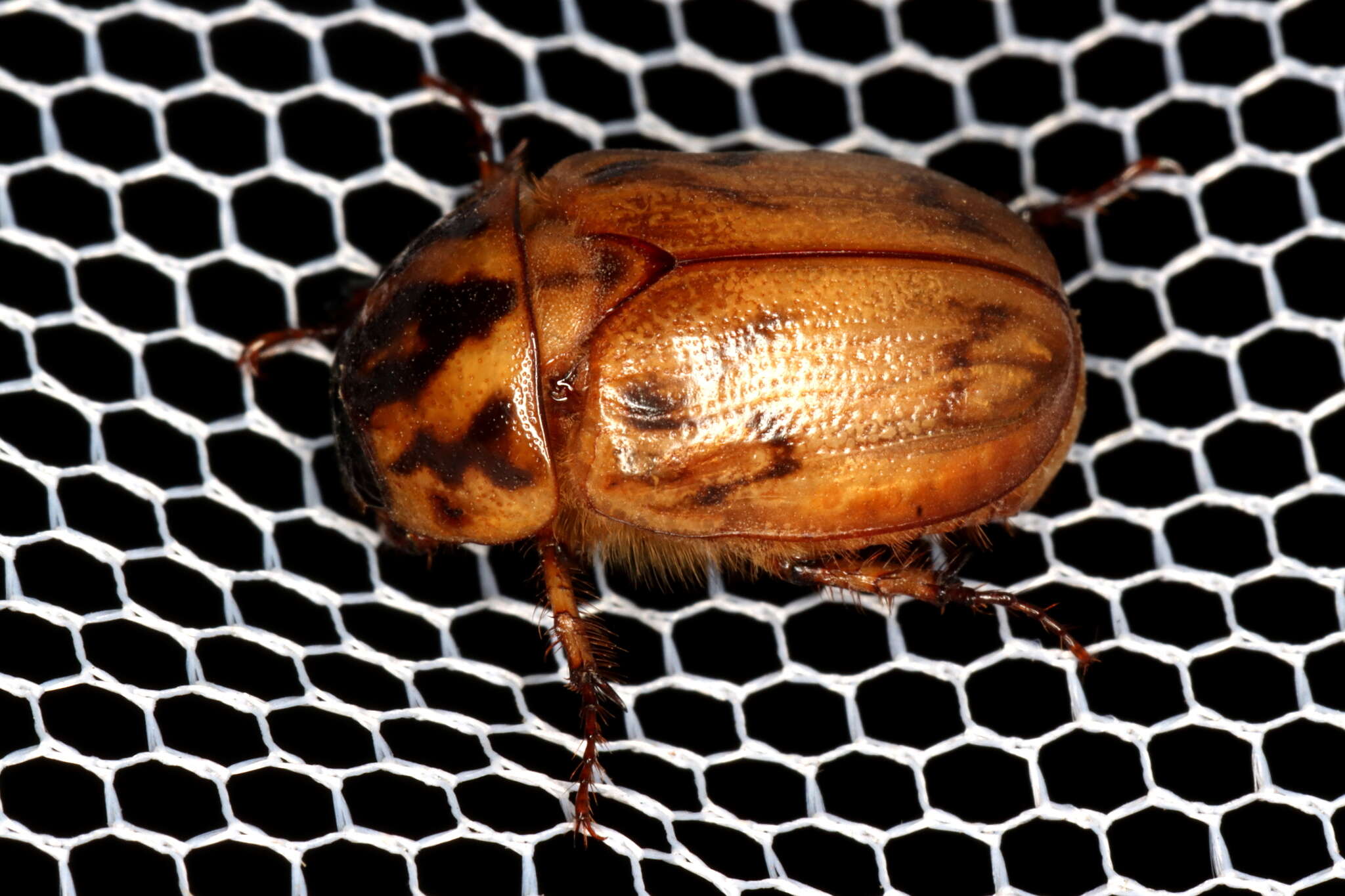 Image of Cyclocephala signaticollis Burmeister 1847