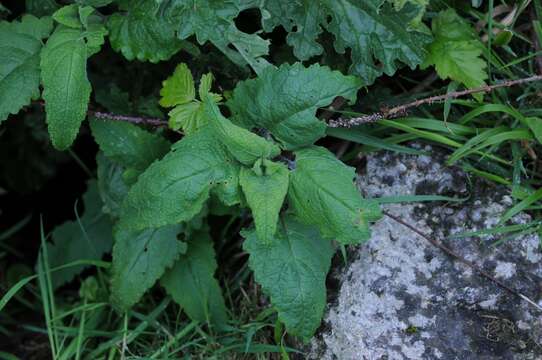 Sivun Scrophularia scorodonia L. kuva