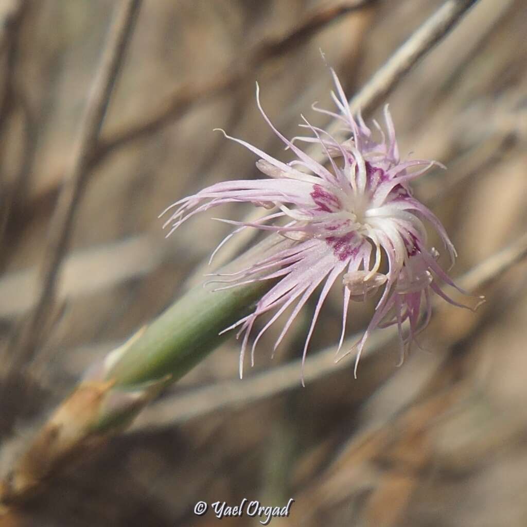 Image of Dianthus sinaicus Boiss.