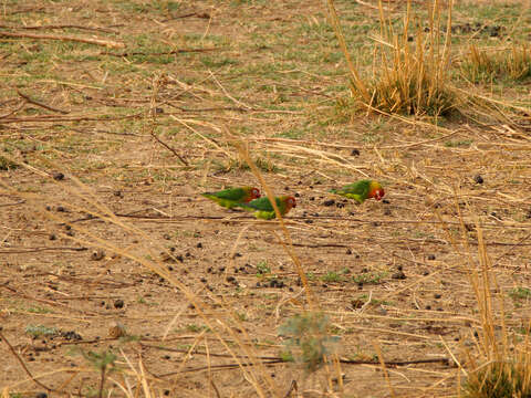 Image of Lilian's Lovebird