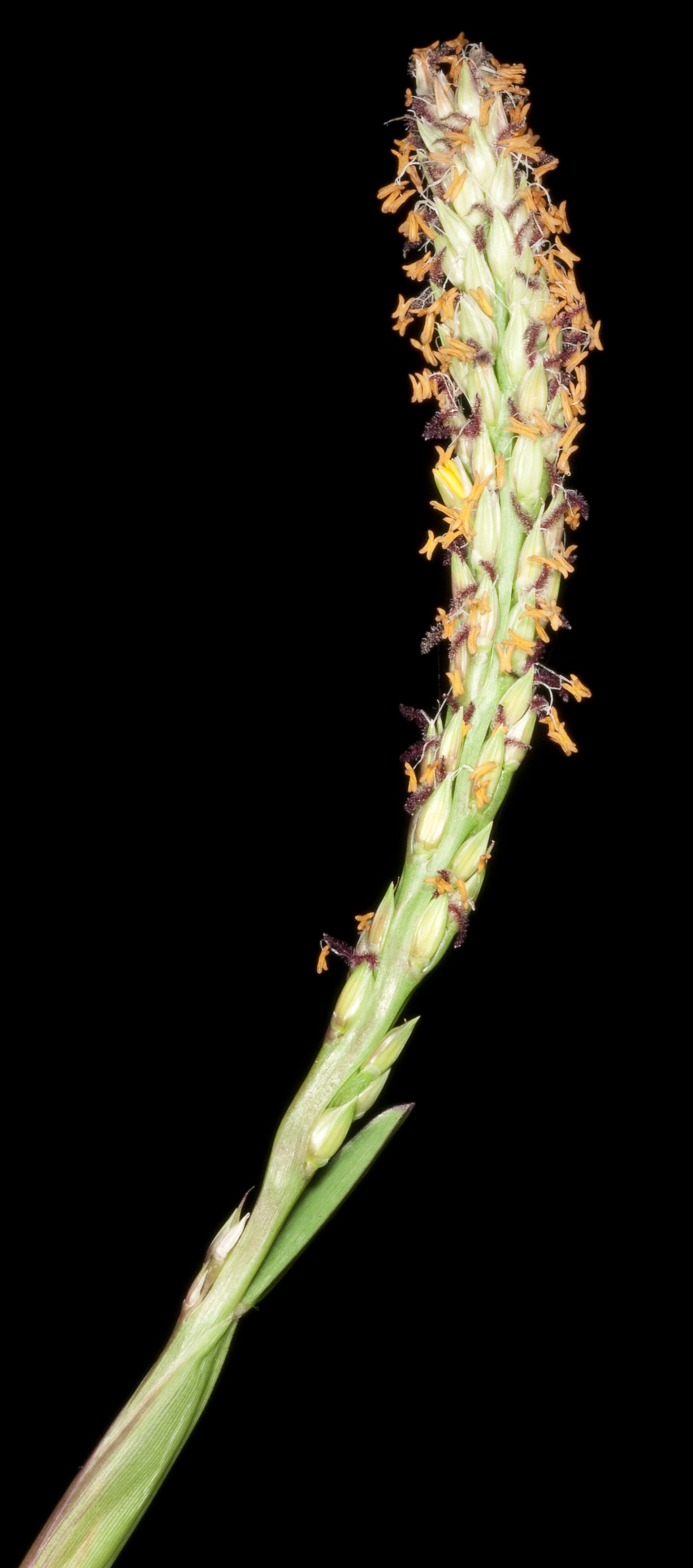 Image of St. Augustine grass