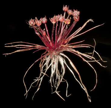 Image of Hydatella family