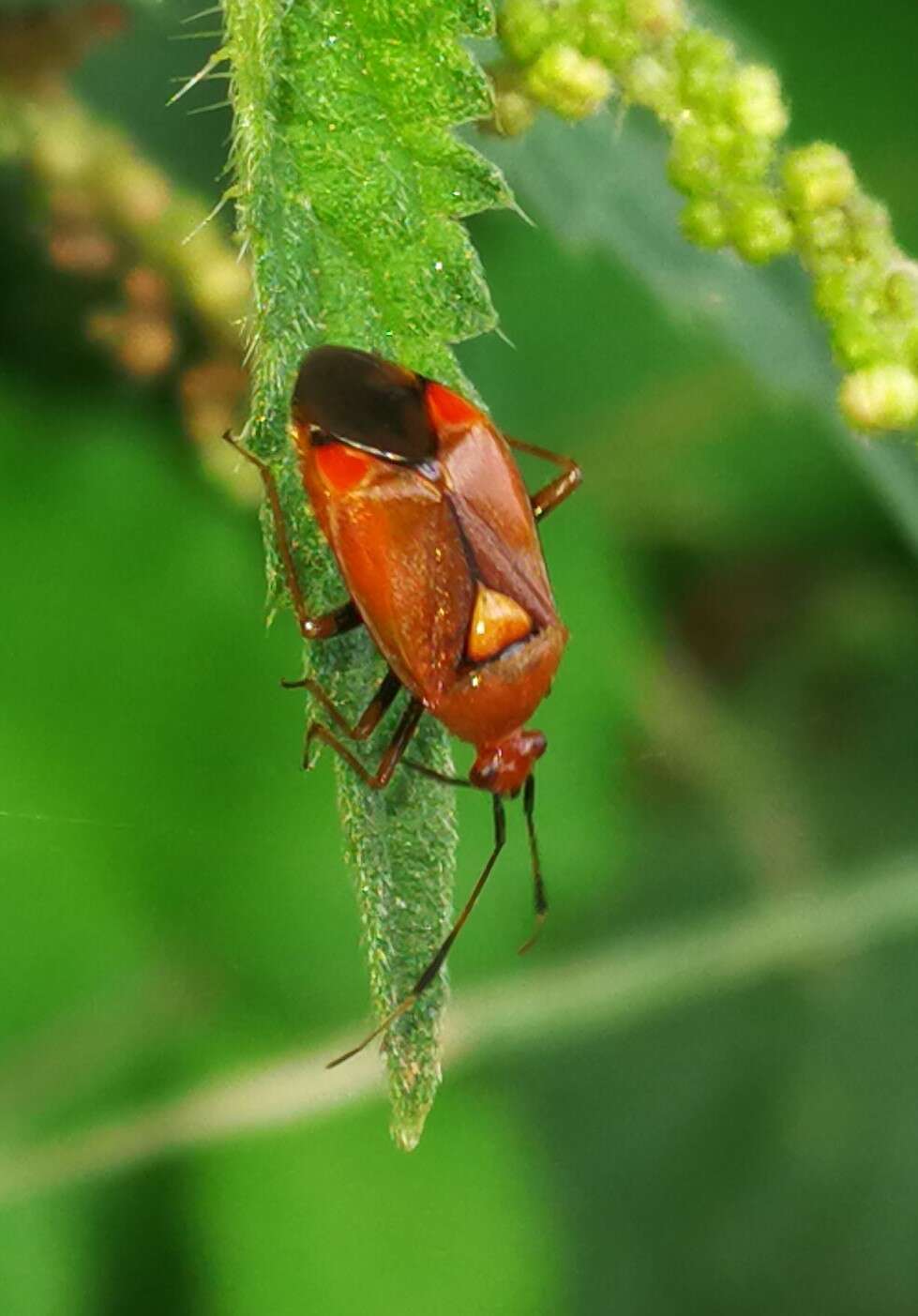 Image of red capsid bug