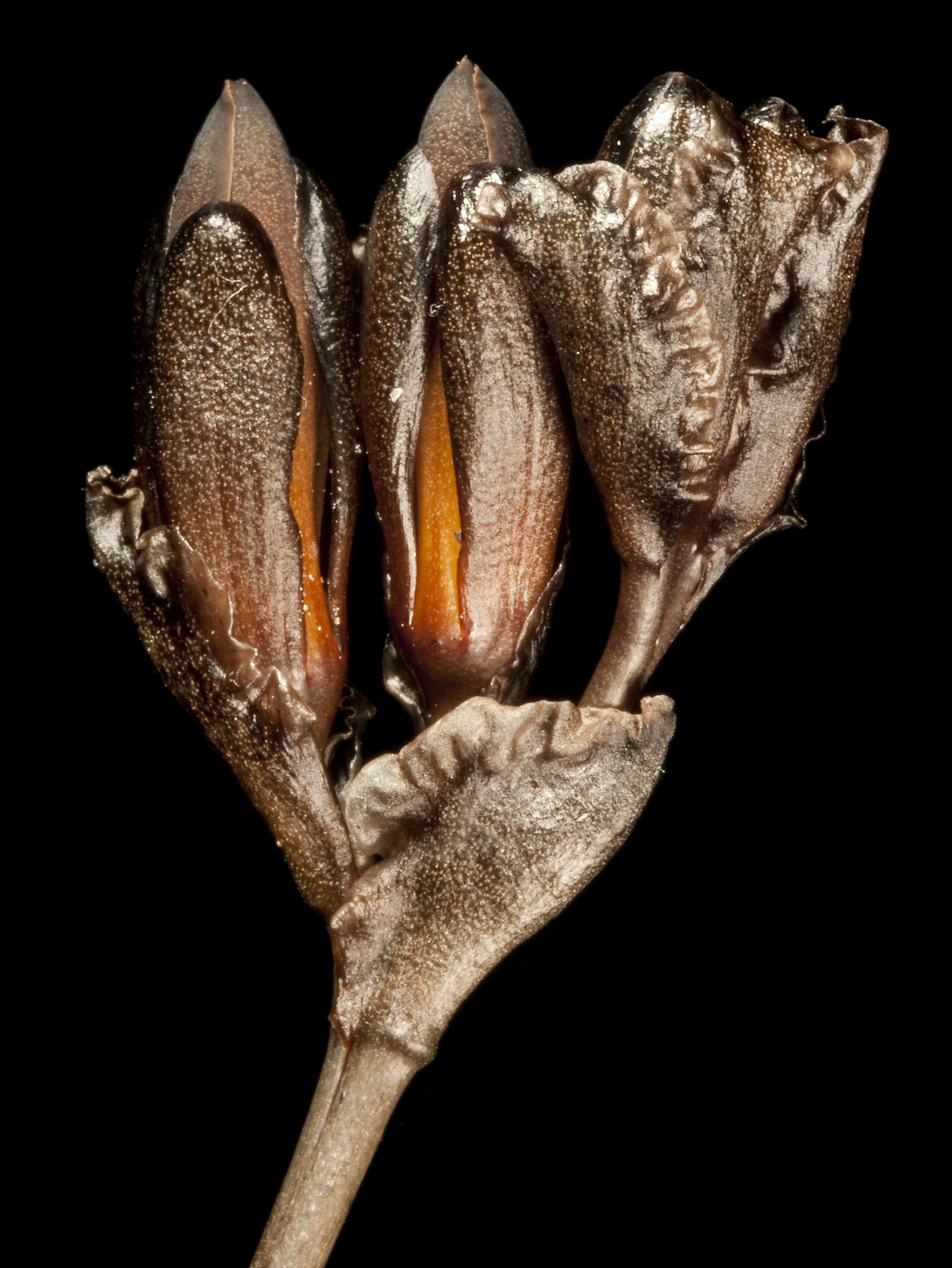 Image of Haemodorum laxum R. Br.