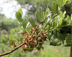 Image of Combretum vendae var. glabratum N. Hahn