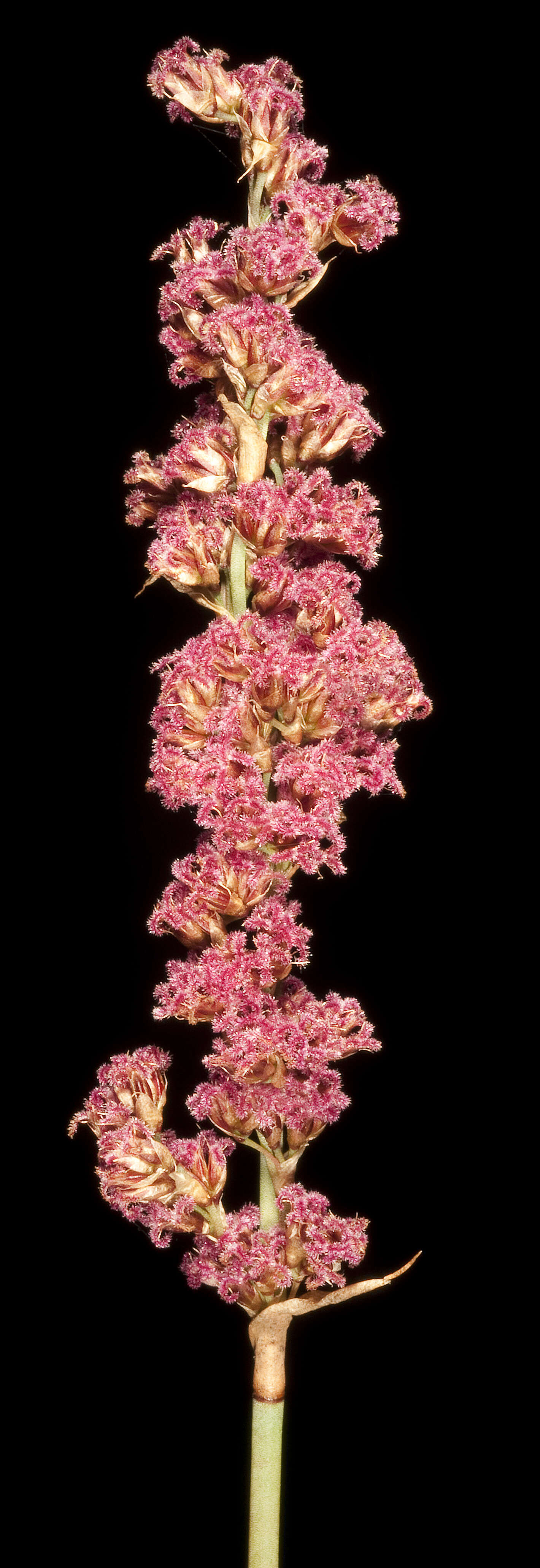Слика од Restionaceae