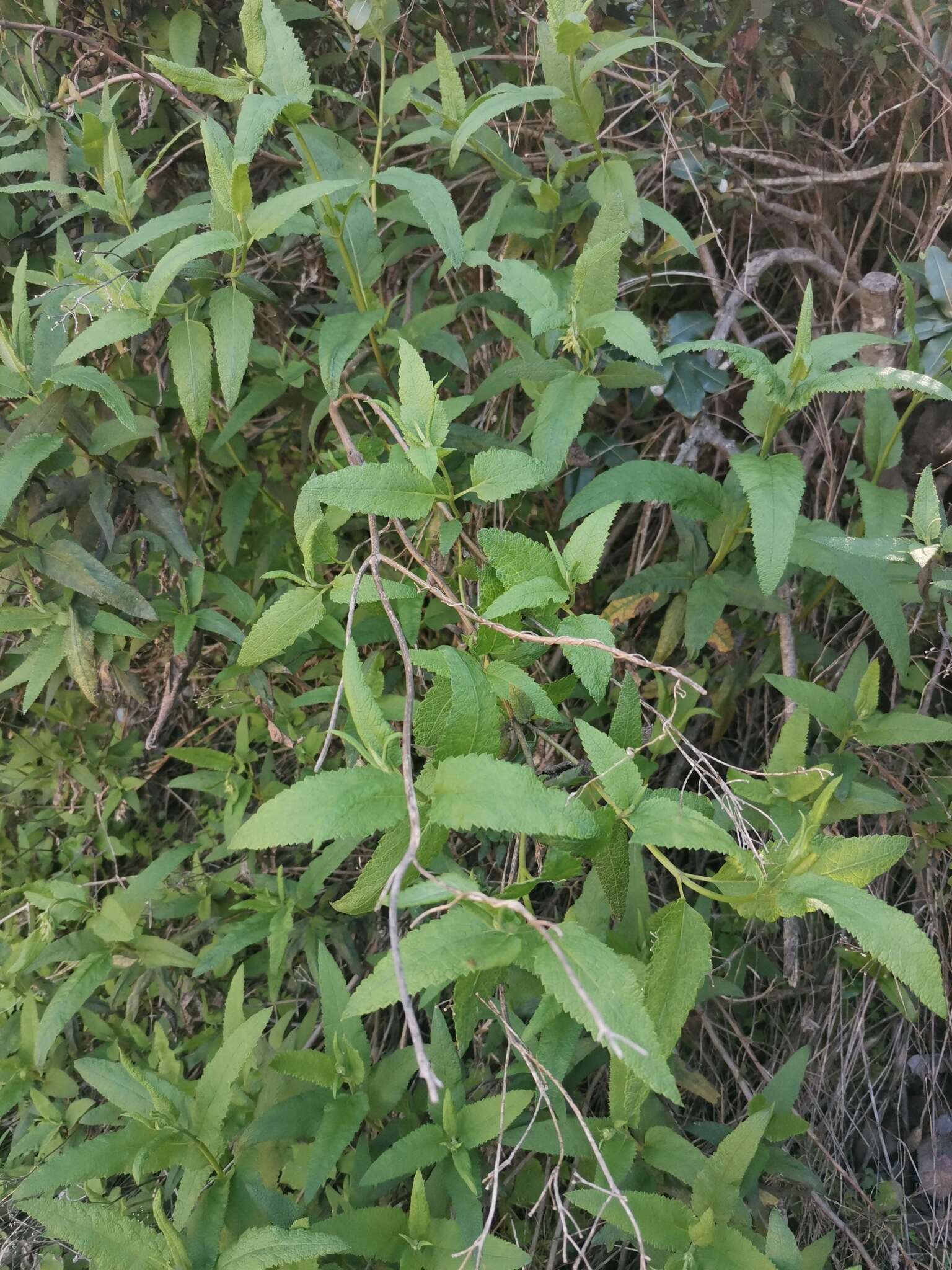 尖苞亮澤蘭屬的圖片