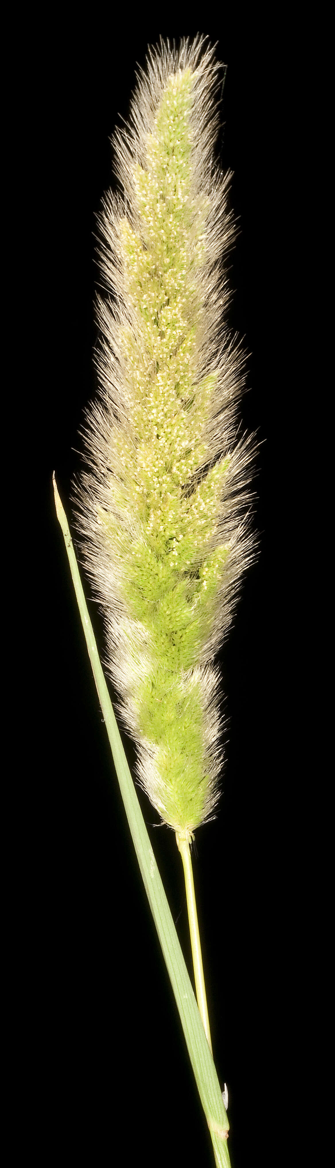 Image de Polypogon de Montpellier