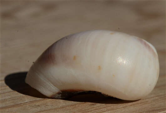 Image of black-mouth moonsnail