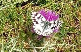 Image of Melanargia lucasi Rambur 1858