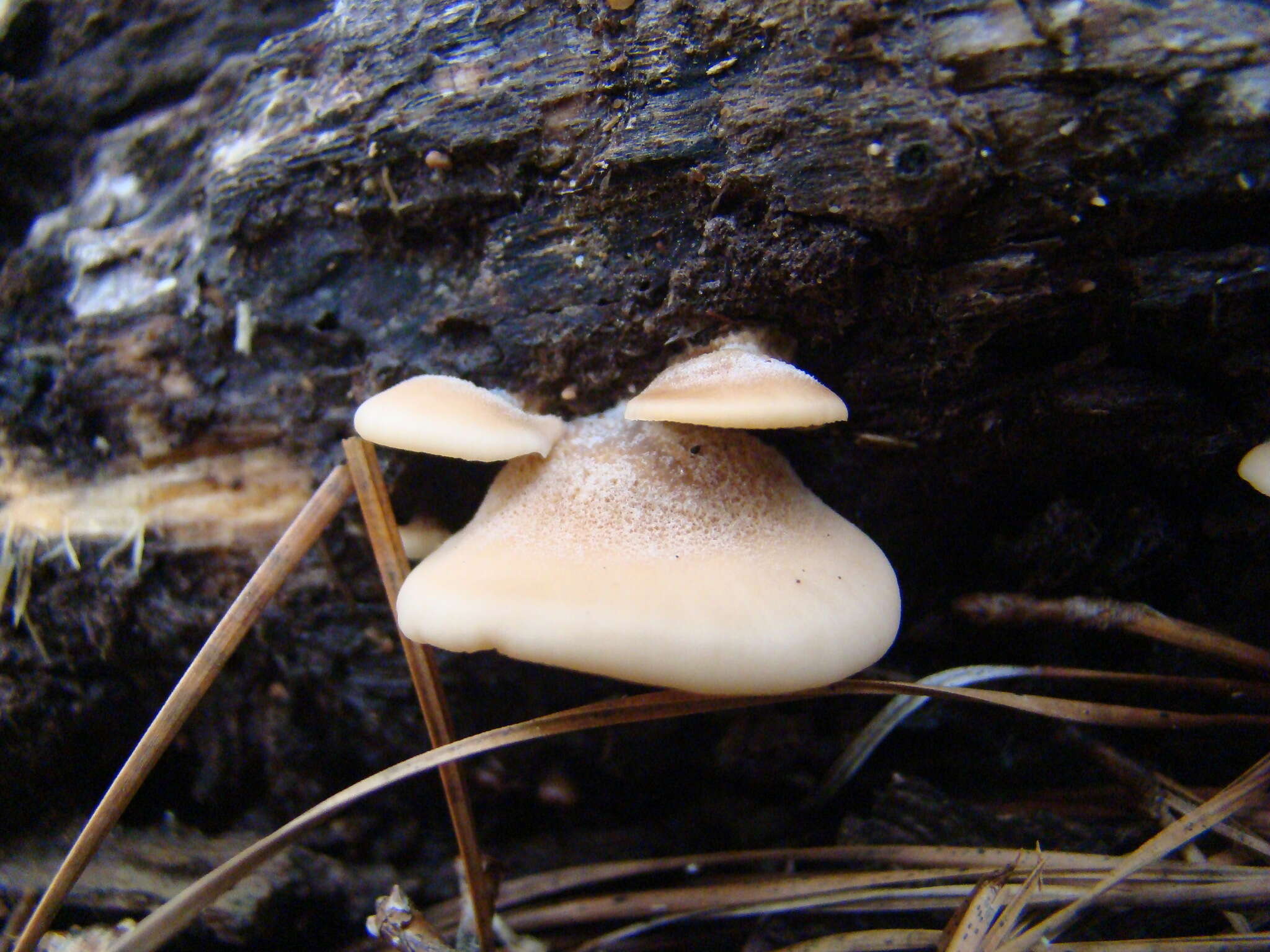 Image of Hohenbuehelia angustata (Berk.) Singer 1951