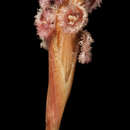 Image of Chordifex laxus (R. Br.) B. G. Briggs & L. A. S. Johnson