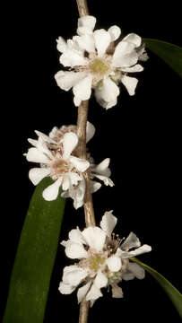 صورة Agonis flexuosa (Muhl. ex Willd.) Sweet