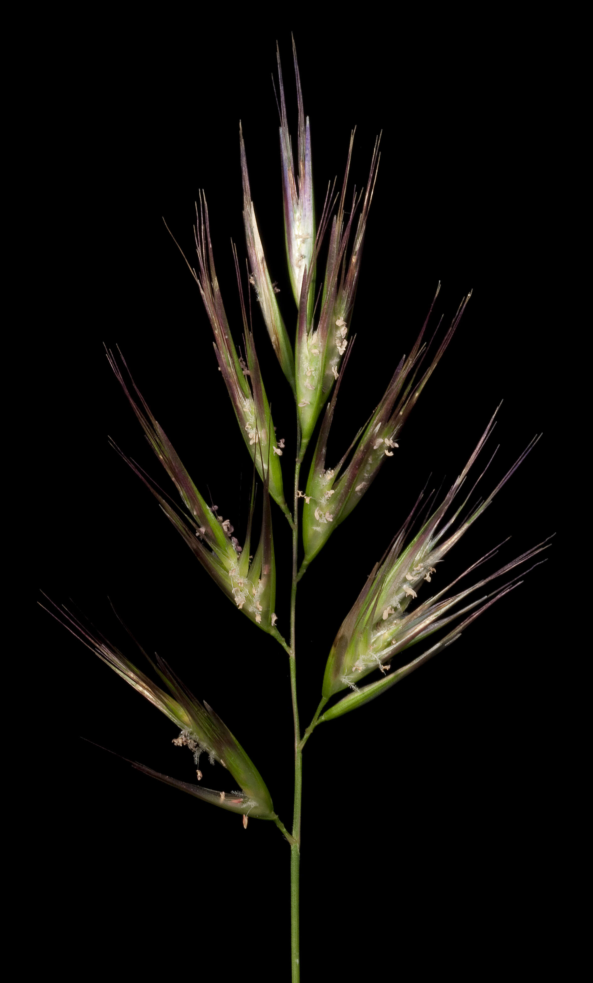 Rytidosperma caespitosum (Gaudich.) Connor & Edgar resmi