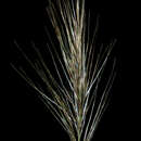 Image of Austrostipa hemipogon (Benth.) S. W. L. Jacobs & J. Everett