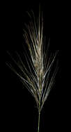 Image of Austrostipa hemipogon (Benth.) S. W. L. Jacobs & J. Everett