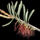 Image of Melaleuca planifolia (Lehm.) Craven & R. D. Edwards