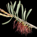 صورة Melaleuca planifolia (Lehm.) Craven & R. D. Edwards