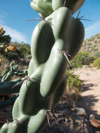 Image of Thornber's buckhorn cholla