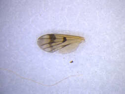 Image of Mycetophila consobrina Tonnoir & Edwards 1927