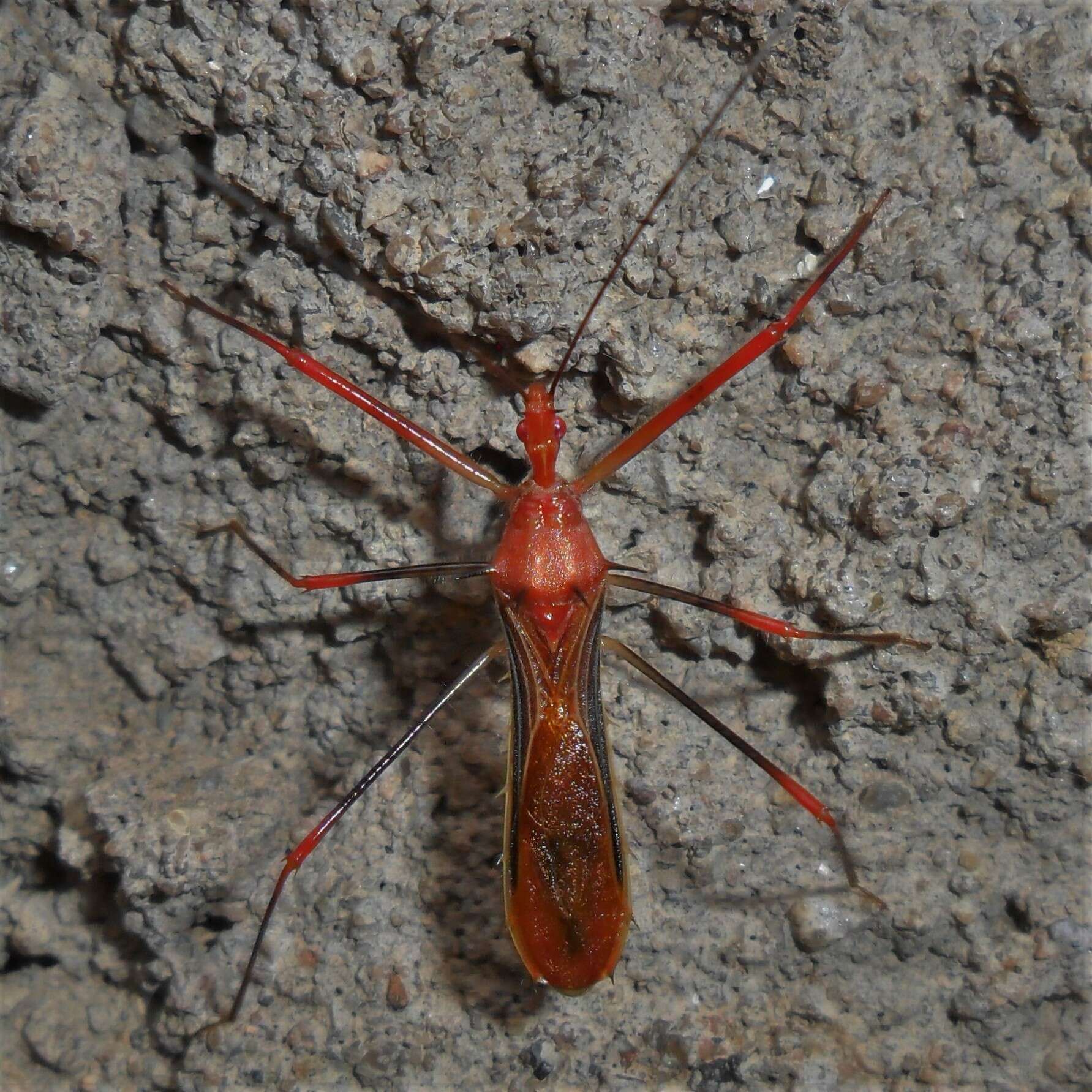 Image of Ricolla quadrispinosa (Linnaeus 1767)