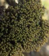 Image of grimmia dry rock moss