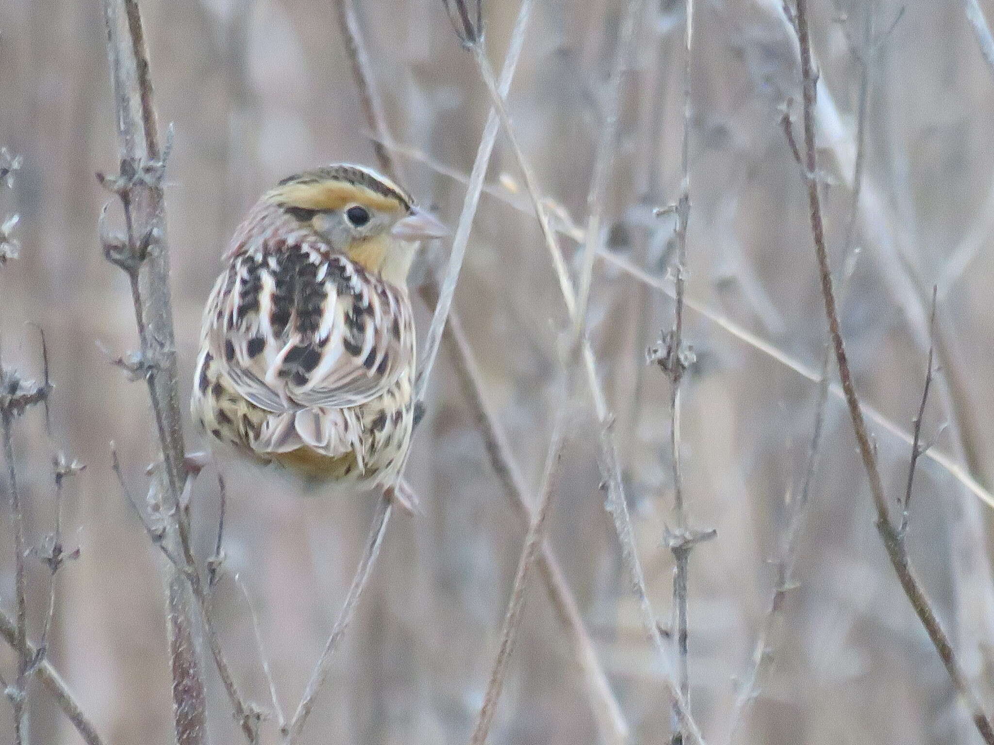 Image of Le Conte's Sparrow