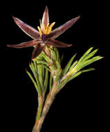 Image of Dasypogonaceae