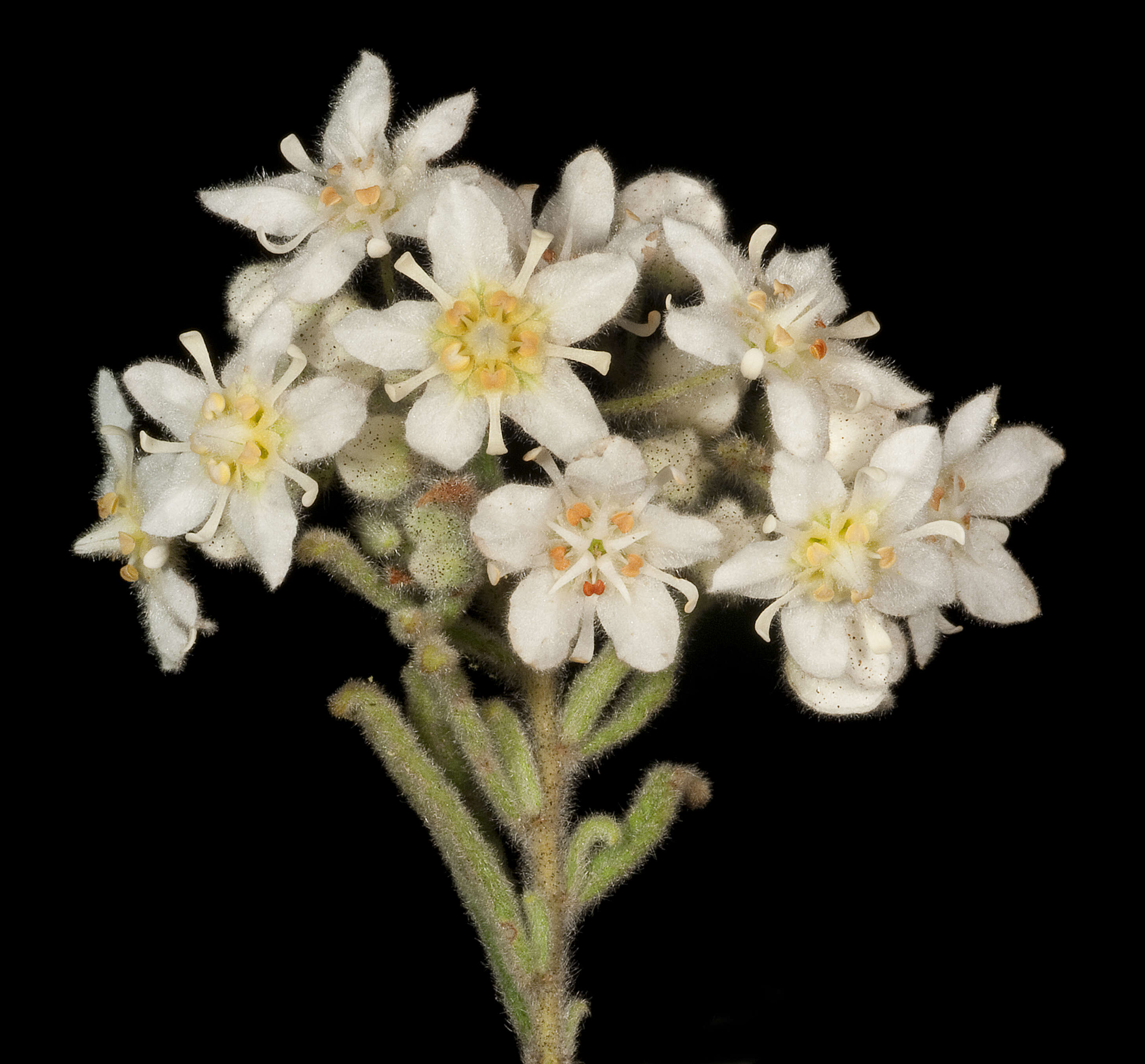 Image of Commersonia craurophylla (F. Müll.) F. Müll.