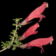 Image of Prostanthera grylloana F. Muell.