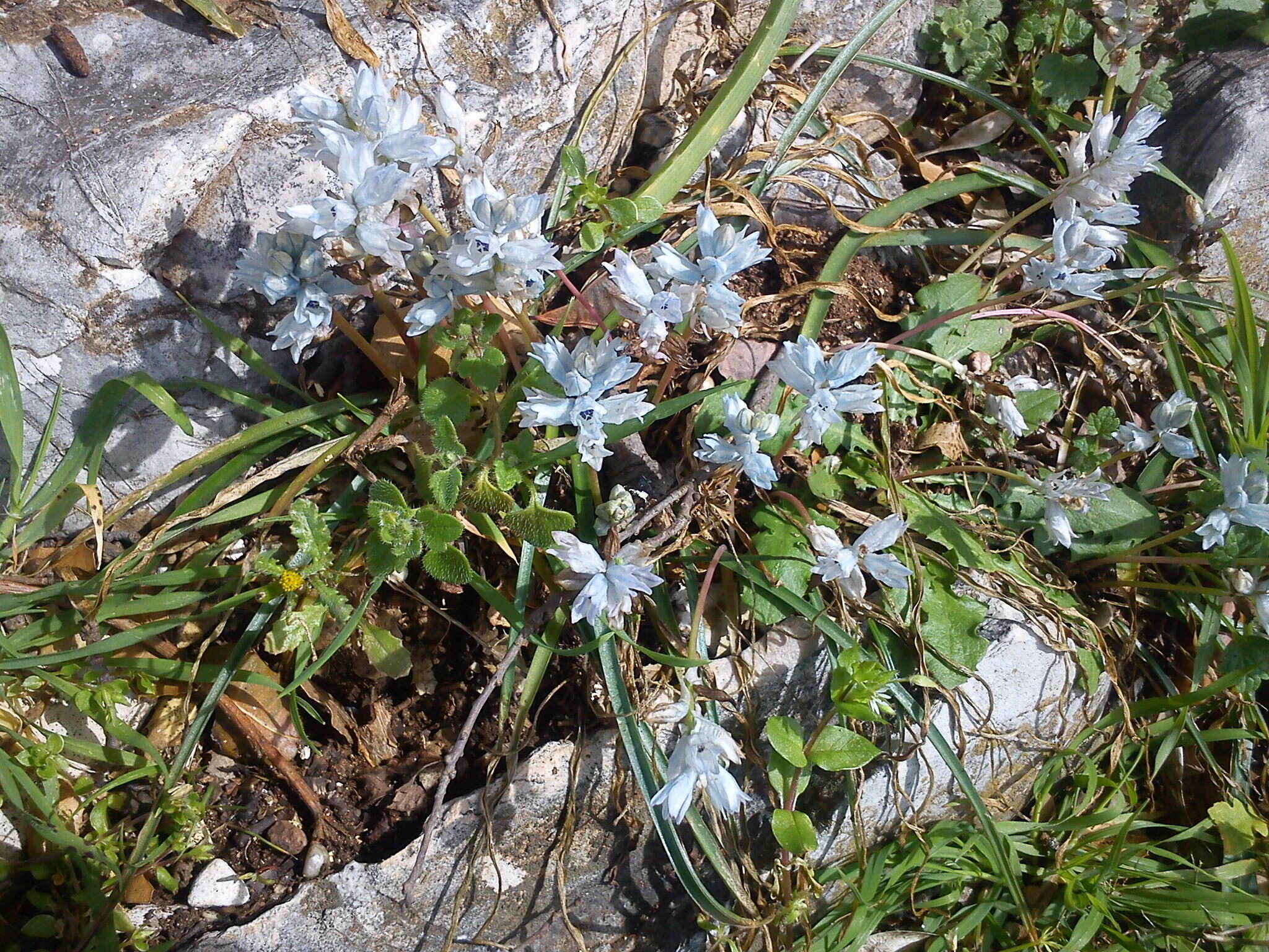 Image of Bellevalia hyacinthoides (Bertol.) K. Perss. & Wendelbo