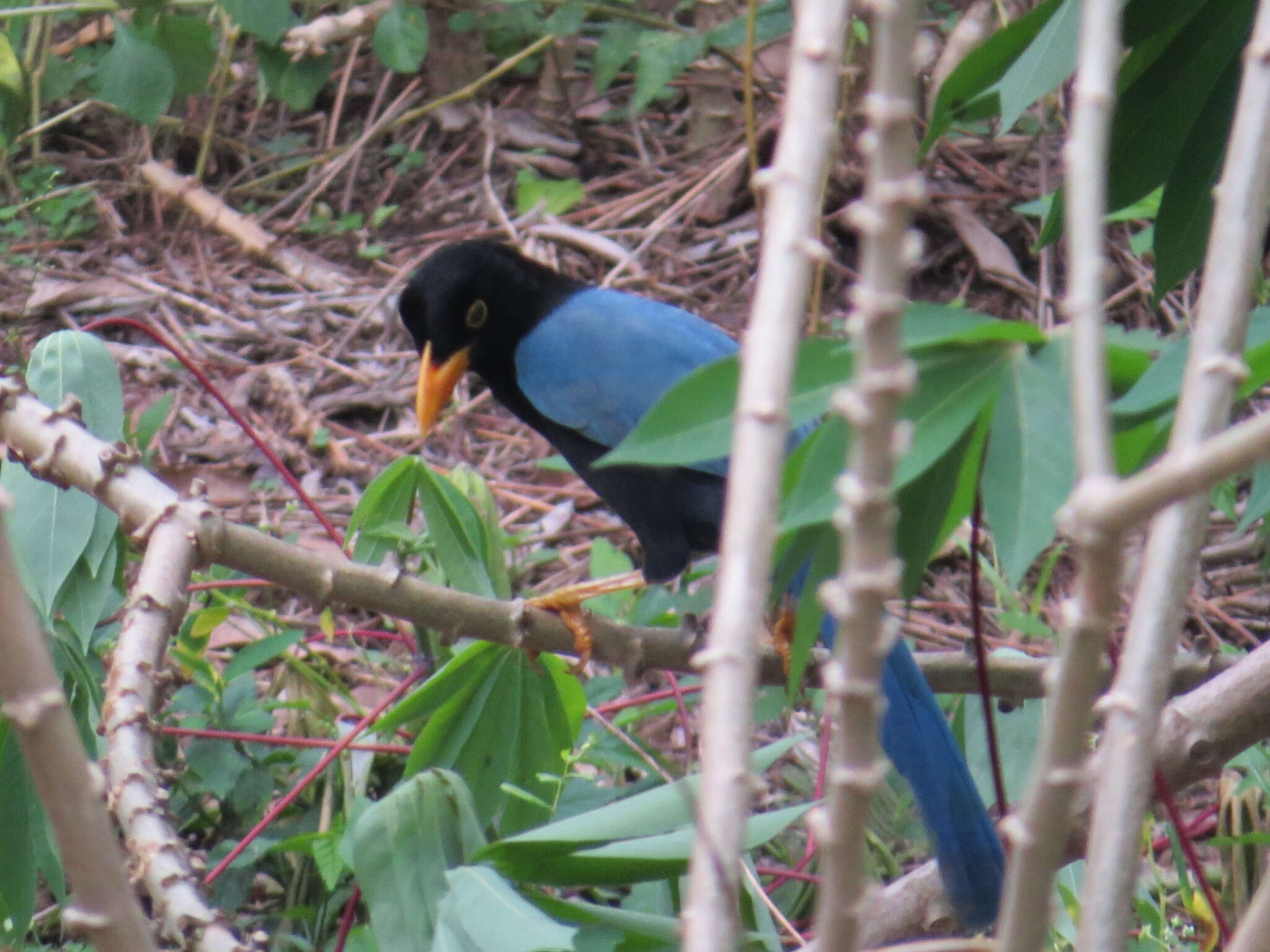 Imagem de Cyanocorax yucatanicus (Dubois & Ajc 1875)