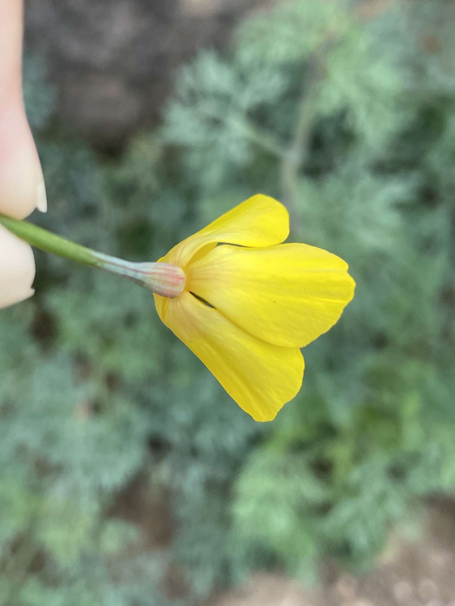 Imagem de Eschscholzia ramosa (Greene) Greene