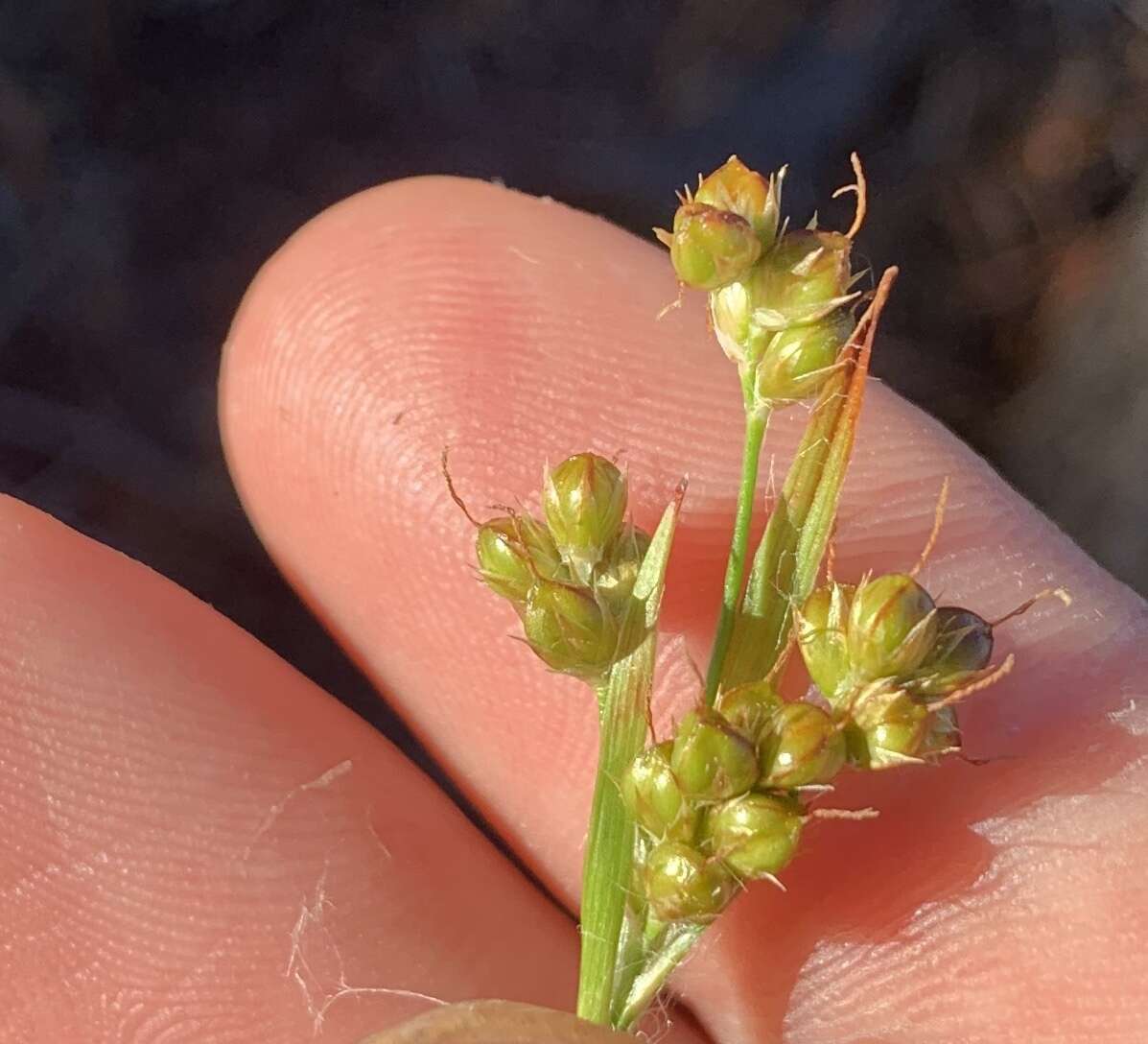 Image of Pacific woodrush