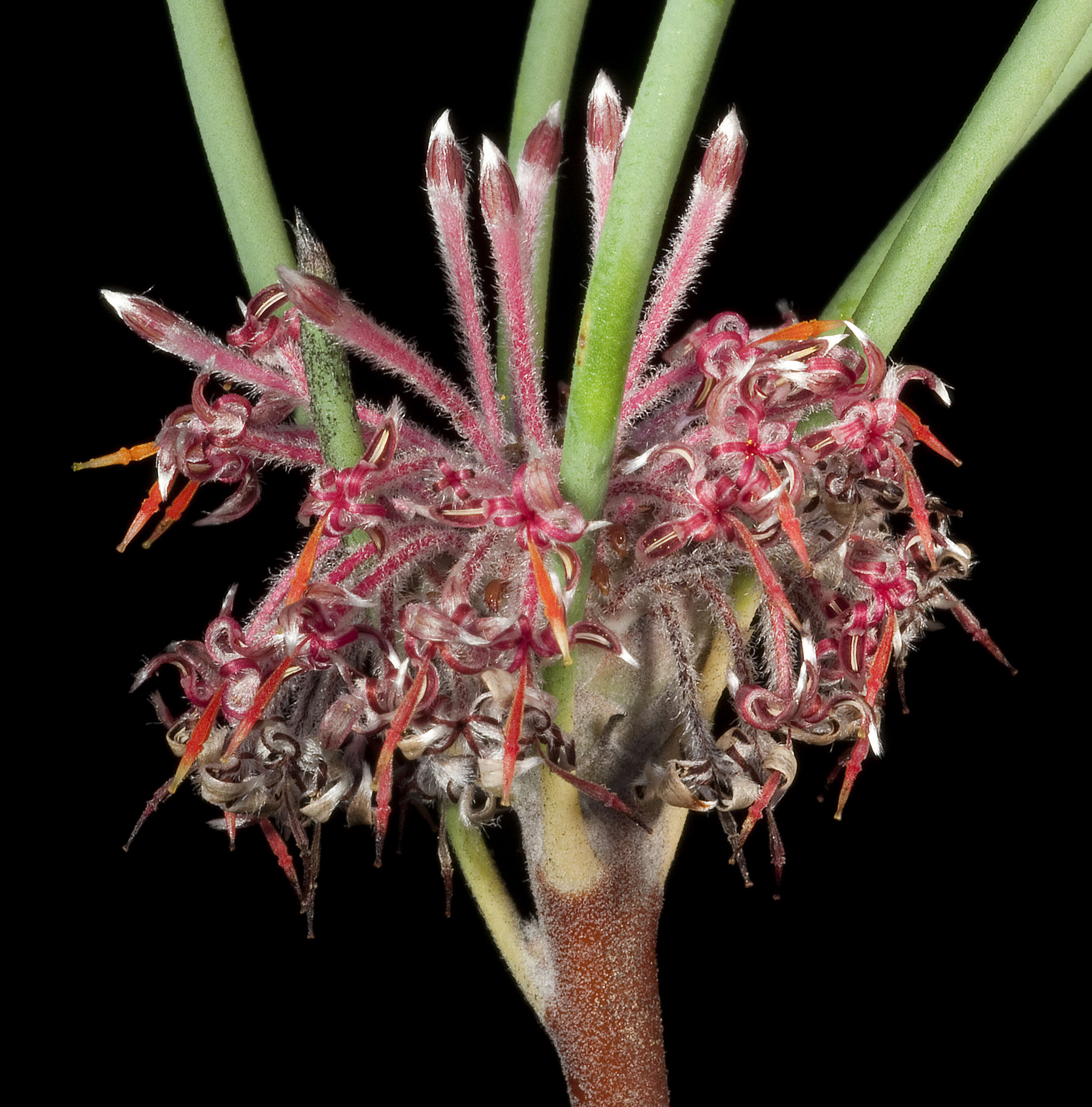 Image of nodding coneflower