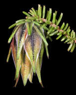 Image of Darwinia helichrysoides (Meissner) Benth.